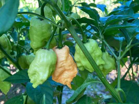 Jay's Peach Ghost Scorpion Pepper - Fresh Picked Super Hot