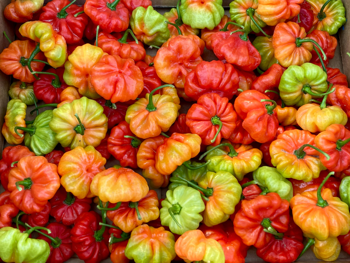 Assorted colorful peppers including red, green, and orange varieties.