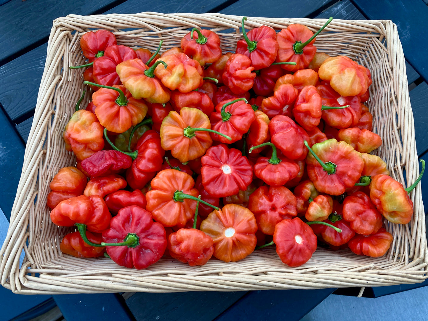 Aji Cachucha (Dulce) Peppers - Fresh Picked