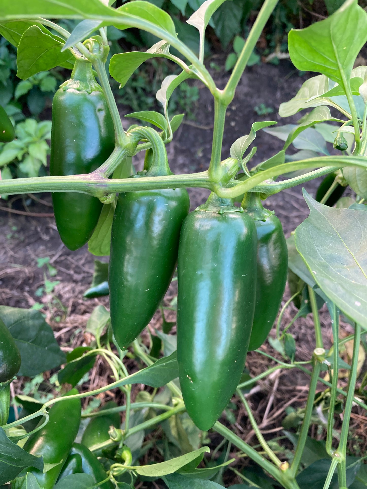 Jalapeno Peppers - Fresh Picked