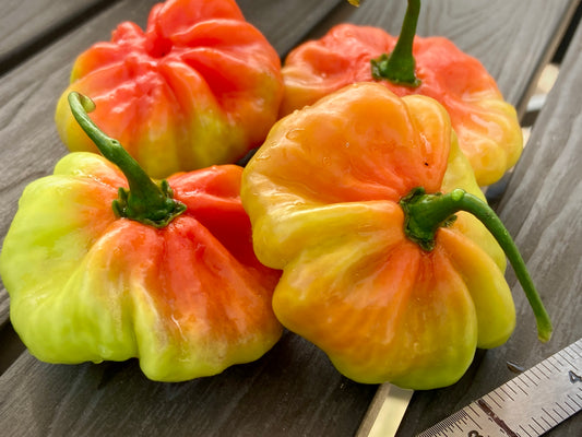 Aji Cachucha (Dulce) Peppers - Fresh Picked