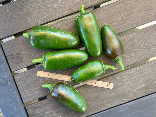 Jalapeno Peppers - Fresh Picked