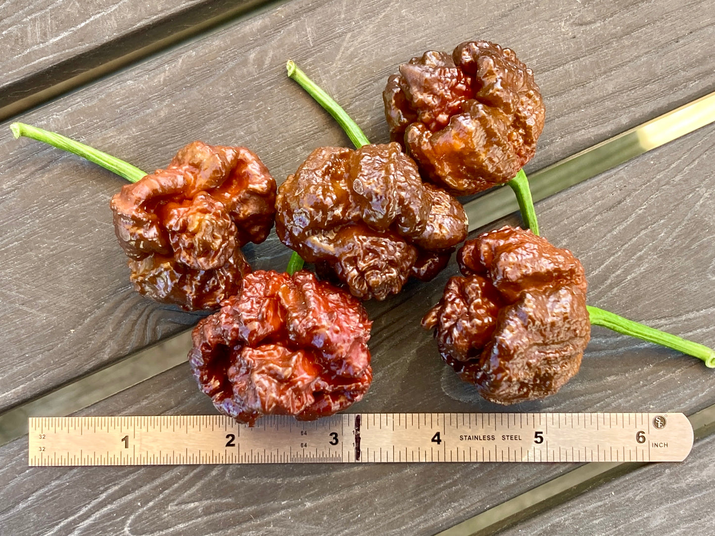 Chocolate 7 Pot Pepper - Fresh Picked
