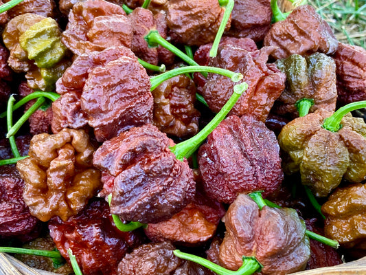 Chocolate 7 Pot Pepper - Fresh Picked