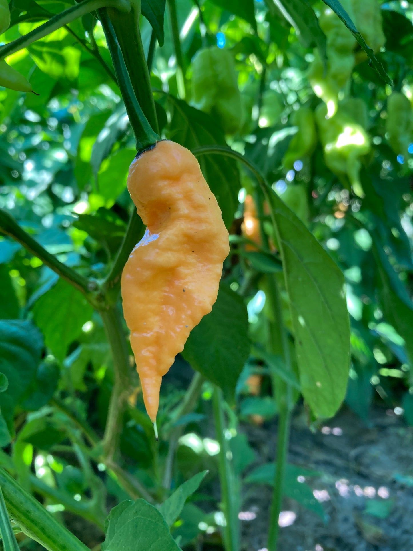 Jay's Peach Ghost Scorpion Pepper - Fresh Picked Super Hot