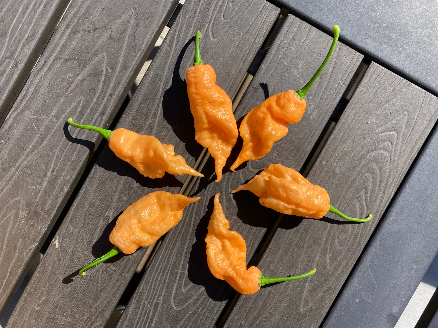 Jay's Peach Ghost Scorpion Pepper - Fresh Picked Super Hot
