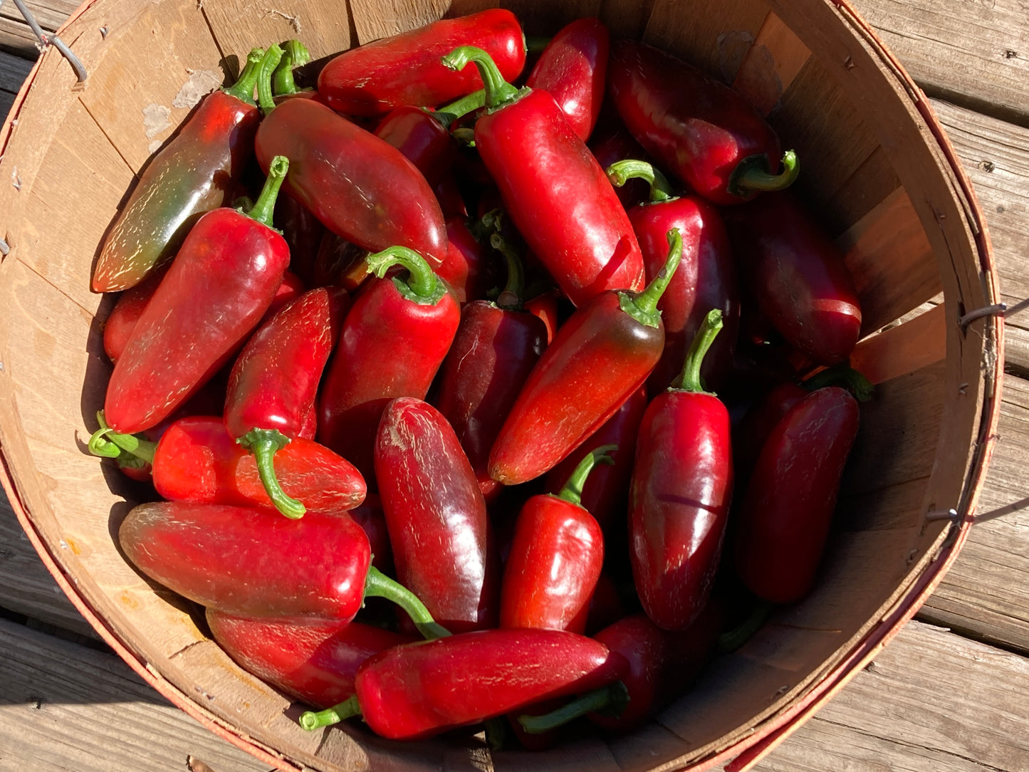 Jalapeno Peppers - Fresh Picked
