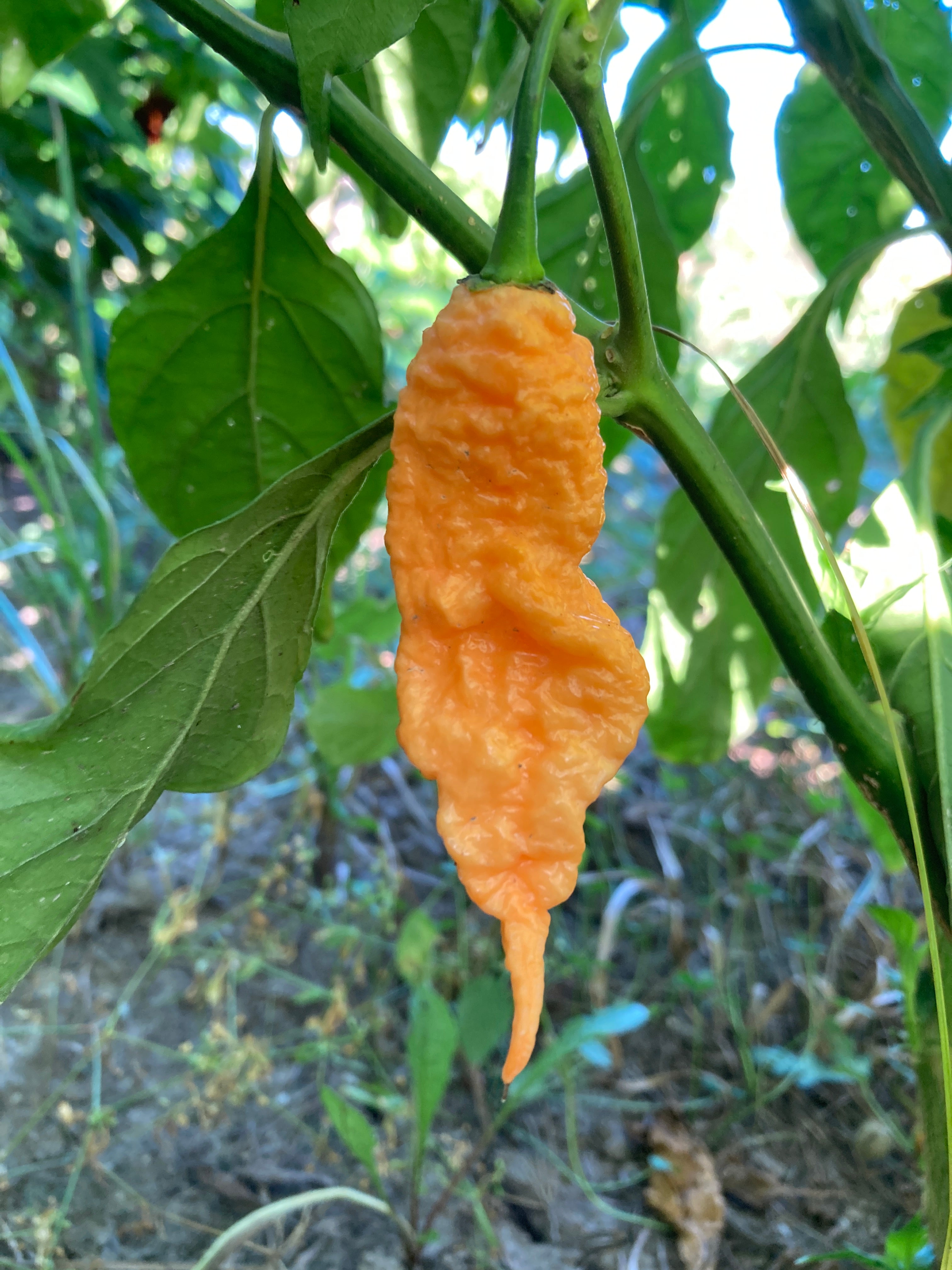 ★PSY/GOA★Native Radio / Scopie 12EP★ Jay's Peach Ghost Scorpion Pepper Fresh Picked - Super Hot Peppers