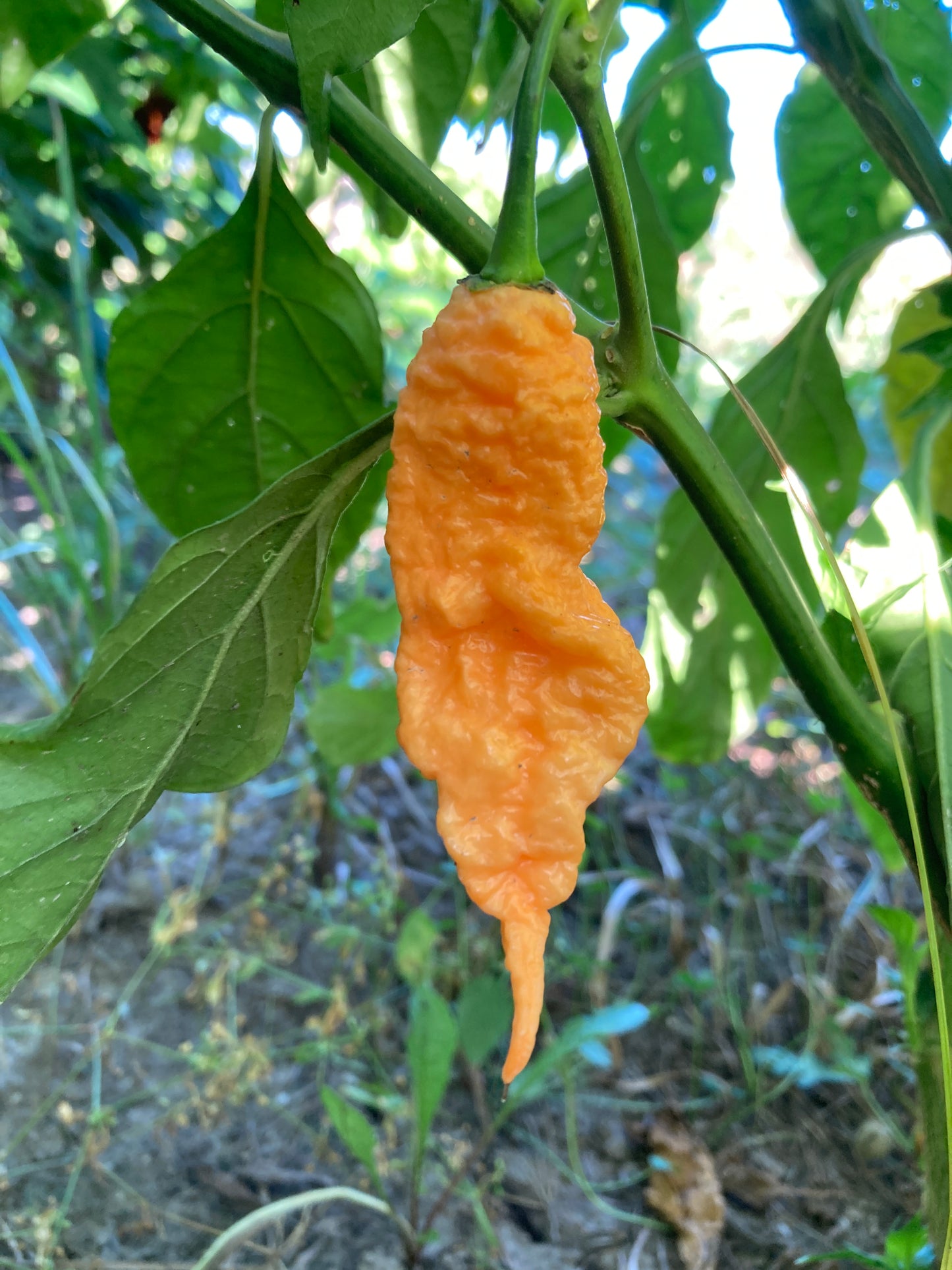 Jay's Peach Ghost Scorpion Pepper - Fresh Picked Super Hot