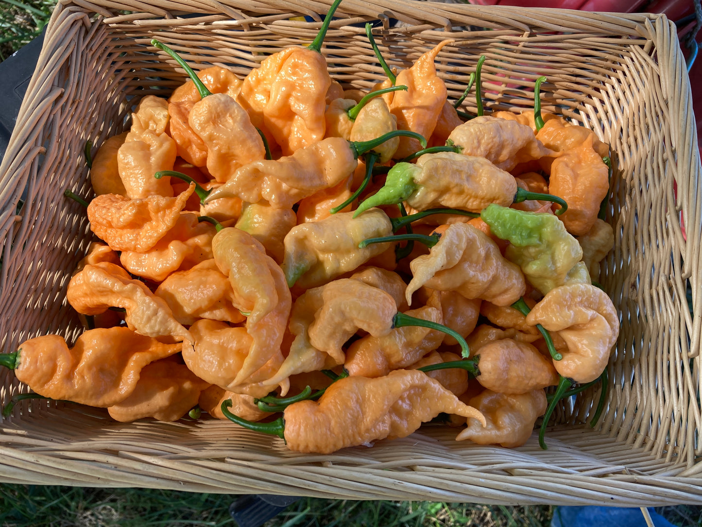 Jay's Peach Ghost Scorpion Pepper - Fresh Picked Super Hot