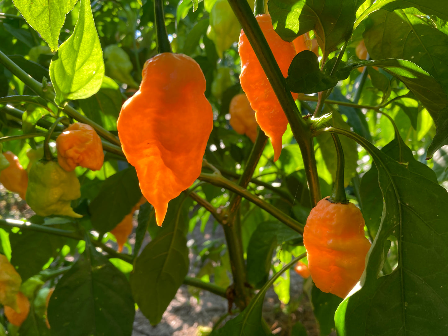 Jay's Peach Ghost Scorpion Pepper - Fresh Picked Super Hot