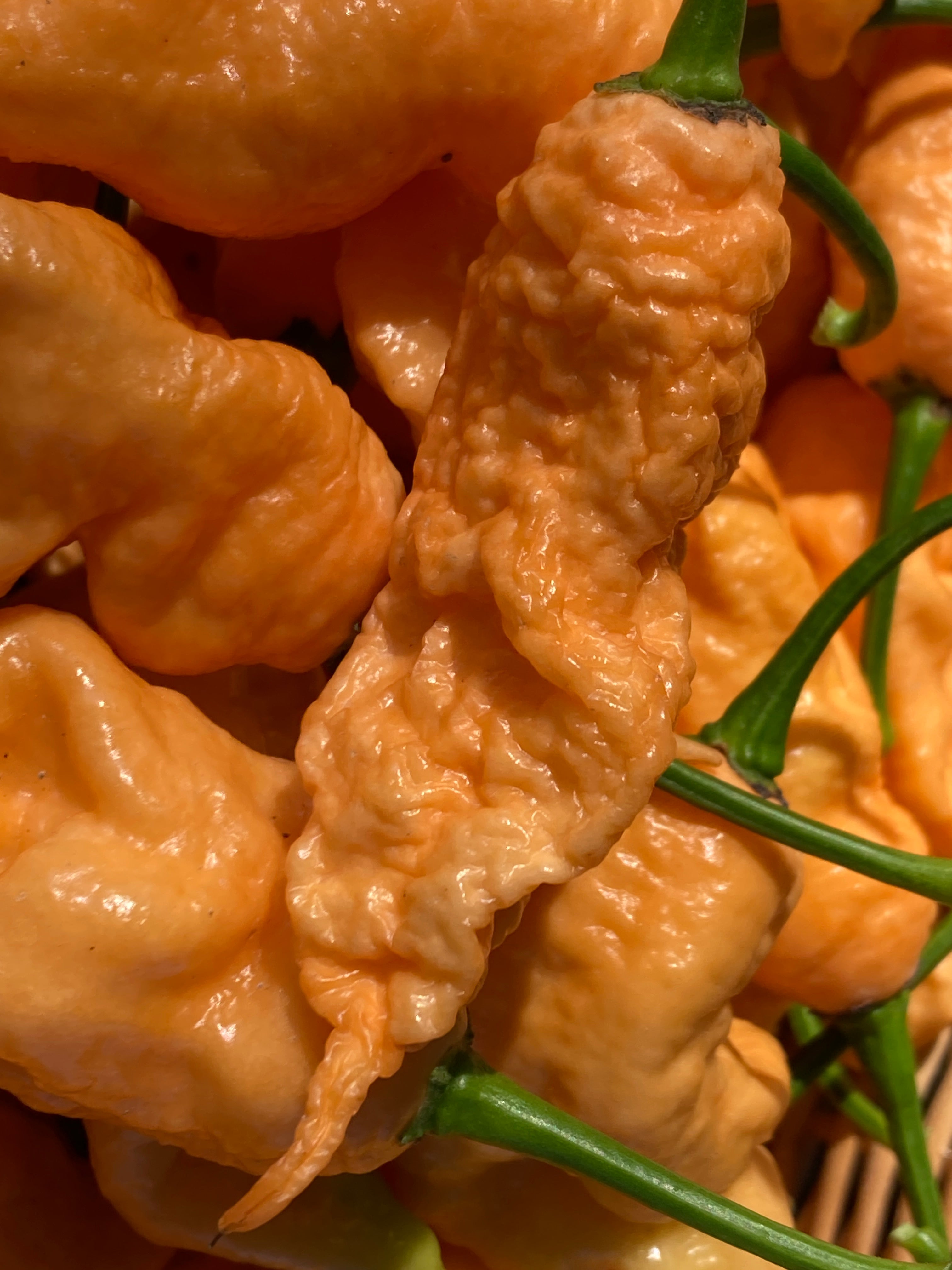 Jay's Peach Ghost Scorpion Pepper Fresh Picked - Super Hot Peppers