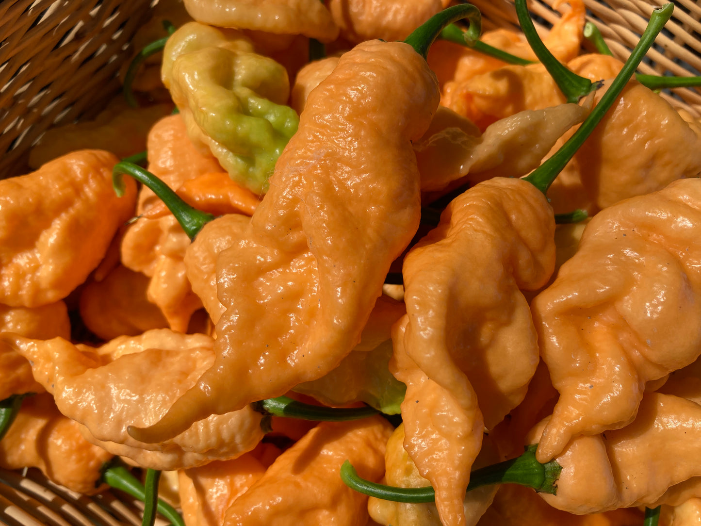 Jay's Peach Ghost Scorpion Pepper - Fresh Picked Super Hot