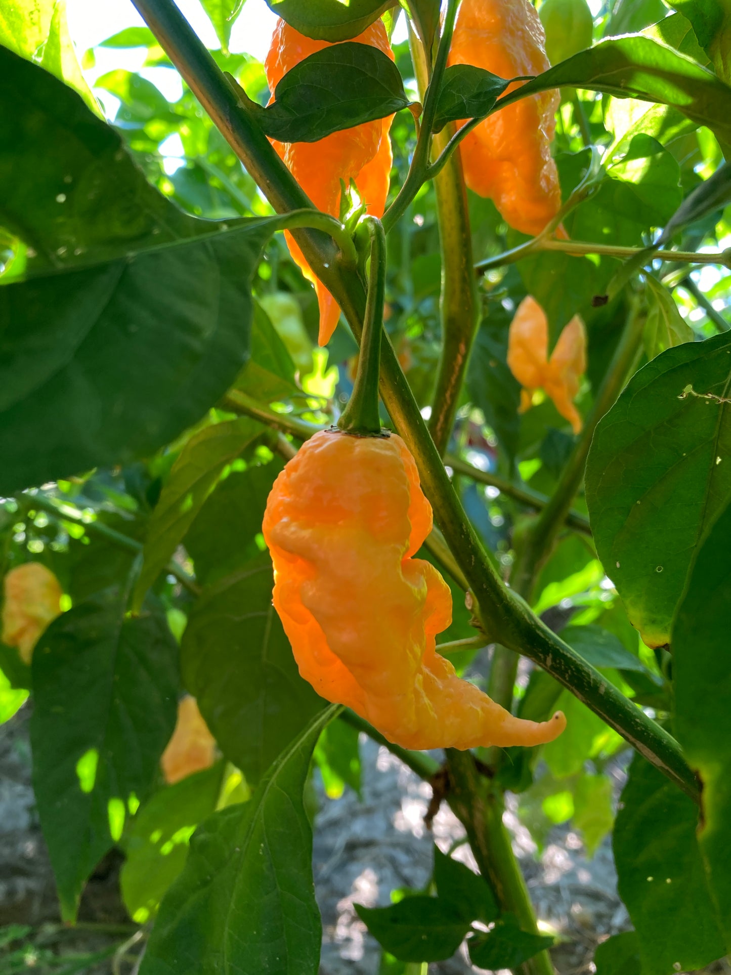 Jay's Peach Ghost Scorpion Pepper - Fresh Picked Super Hot