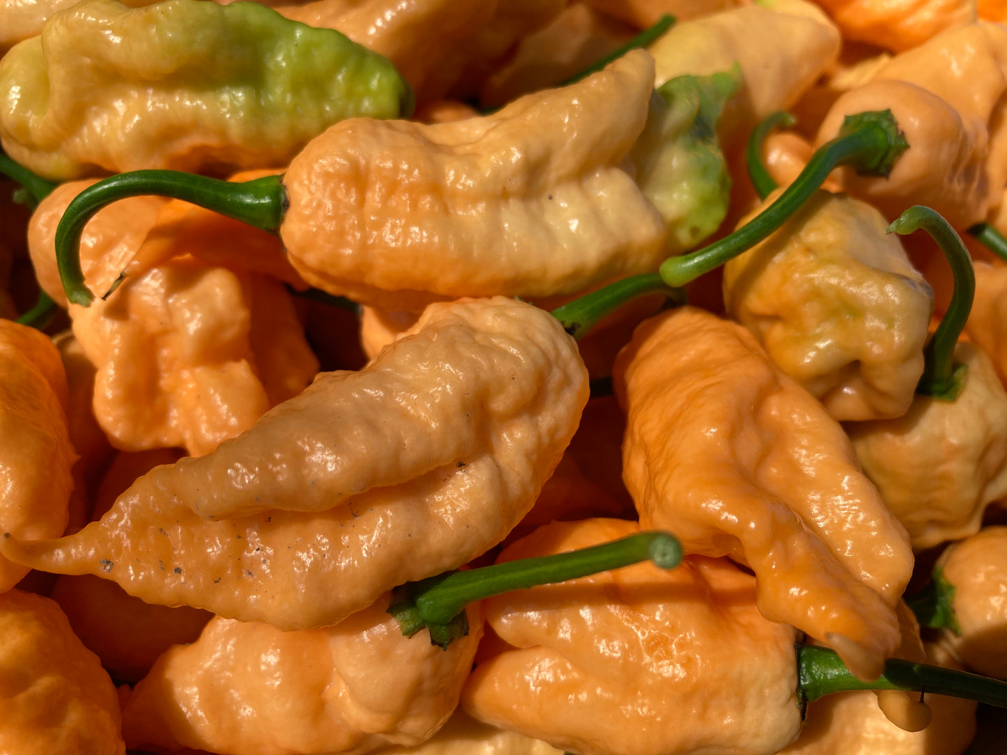 Jay's Peach Ghost Scorpion Pepper - Fresh Picked Super Hot