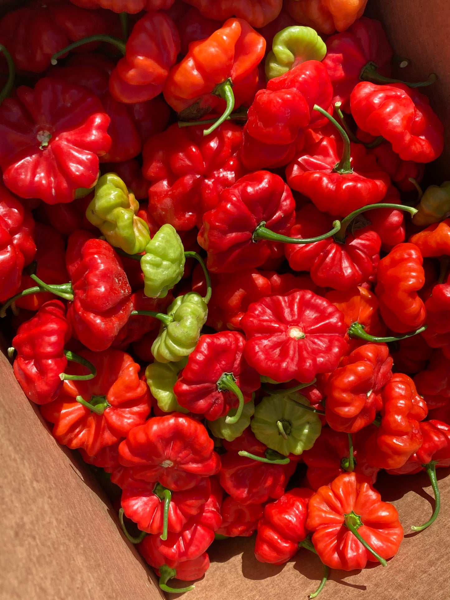 Aji Cachucha (Dulce) Peppers - Fresh Picked