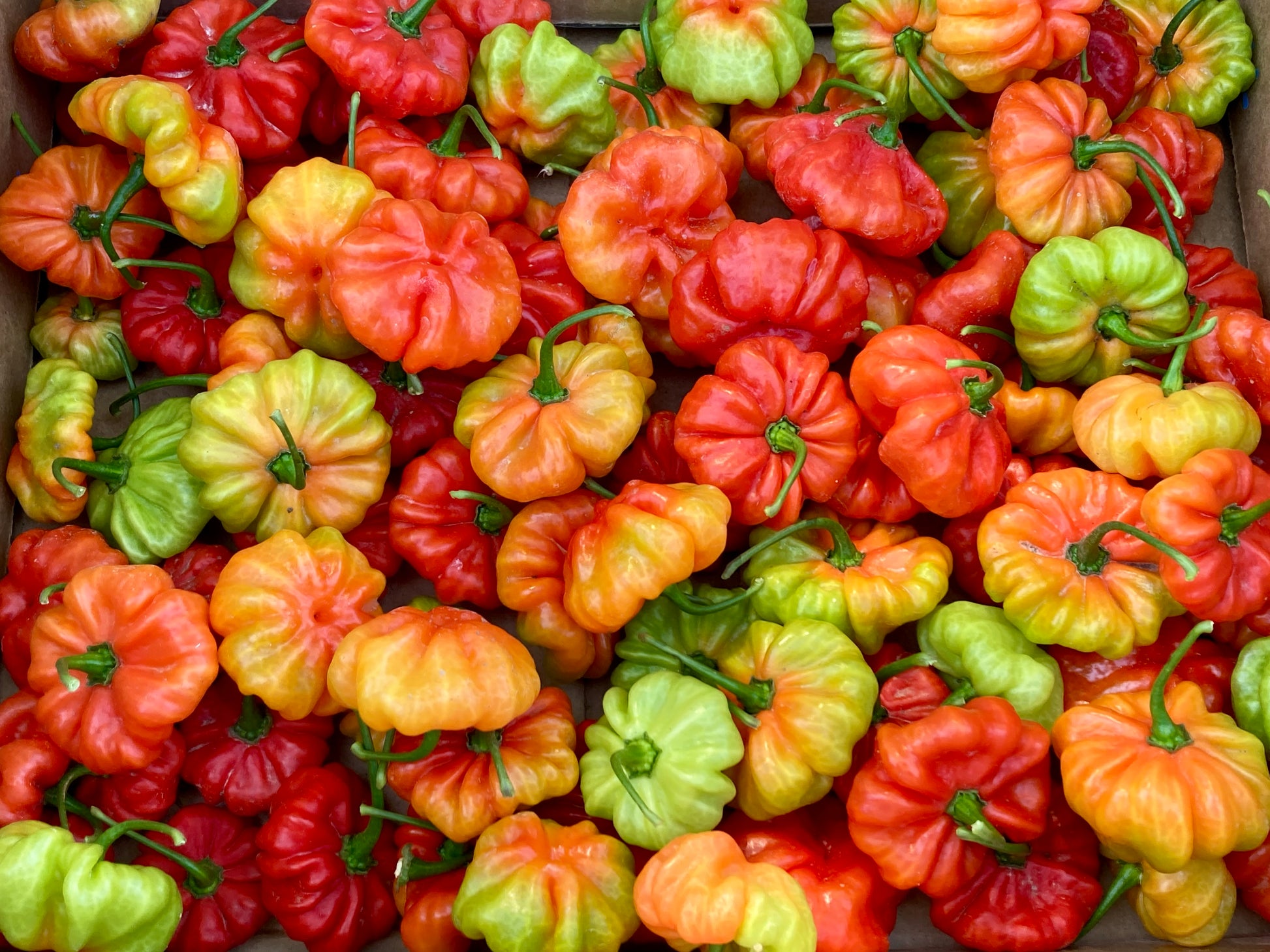 Assorted colorful peppers including red, green, and orange varieties.