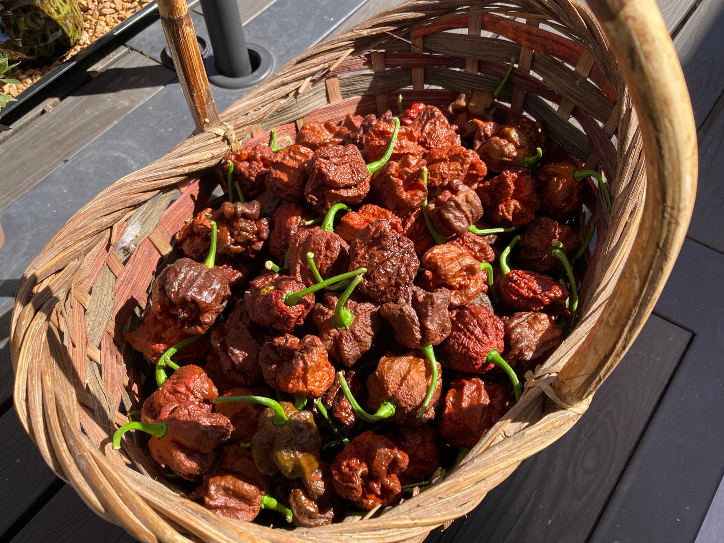 Chocolate 7 Pot Pepper - Fresh Picked