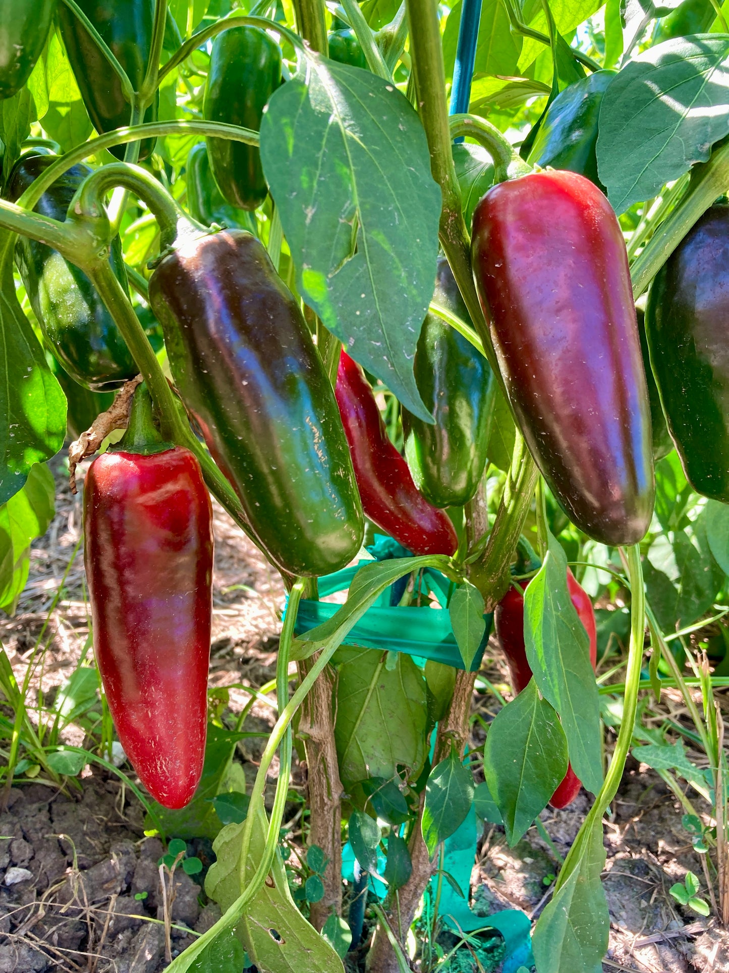 Jalapeno Peppers - Fresh Picked