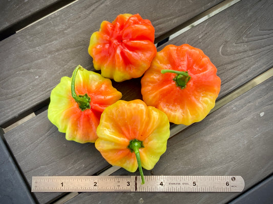 Aji Cachucha (Dulce) Peppers - Fresh Picked