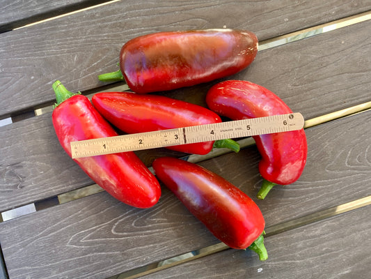 Jalapeno Peppers - Fresh Picked