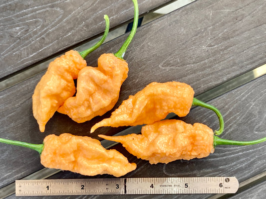 Jay's Peach Ghost Scorpion Pepper - Fresh Picked Super Hot