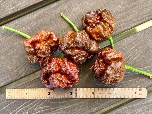 Chocolate 7 Pot Pepper - Fresh Picked