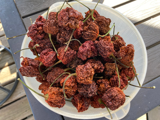 Chocolate 7 Pot Pepper - Dried Whole Super Hot Pods