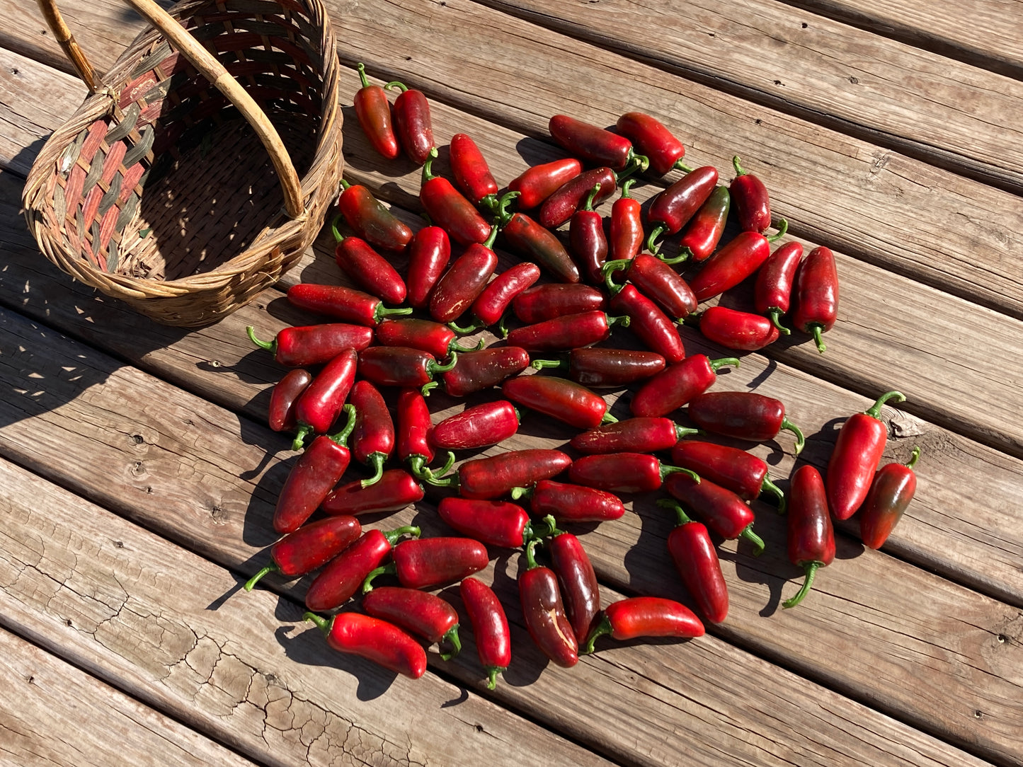 Jalapeno Peppers - Fresh Picked
