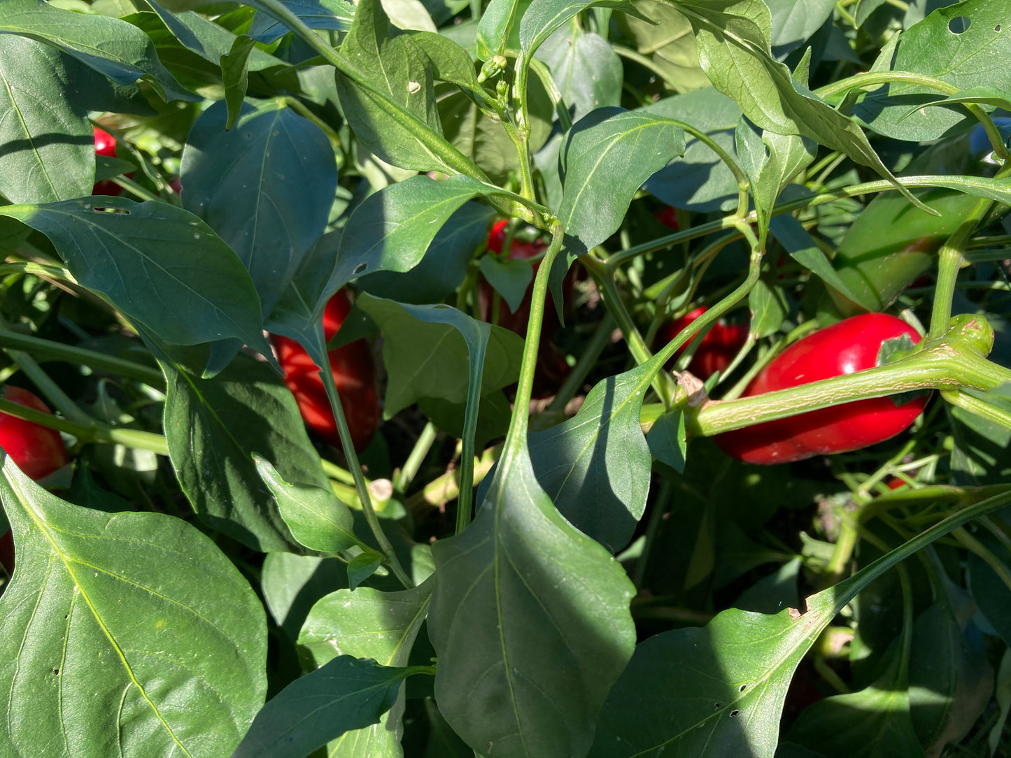 Jalapeno Peppers - Fresh Picked