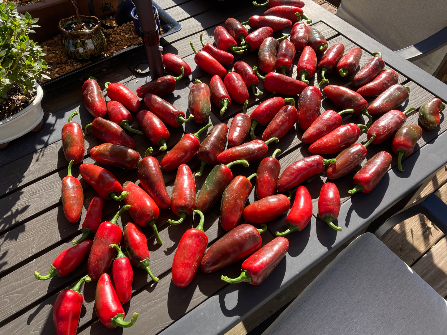 Jalapeno Peppers - Fresh Picked
